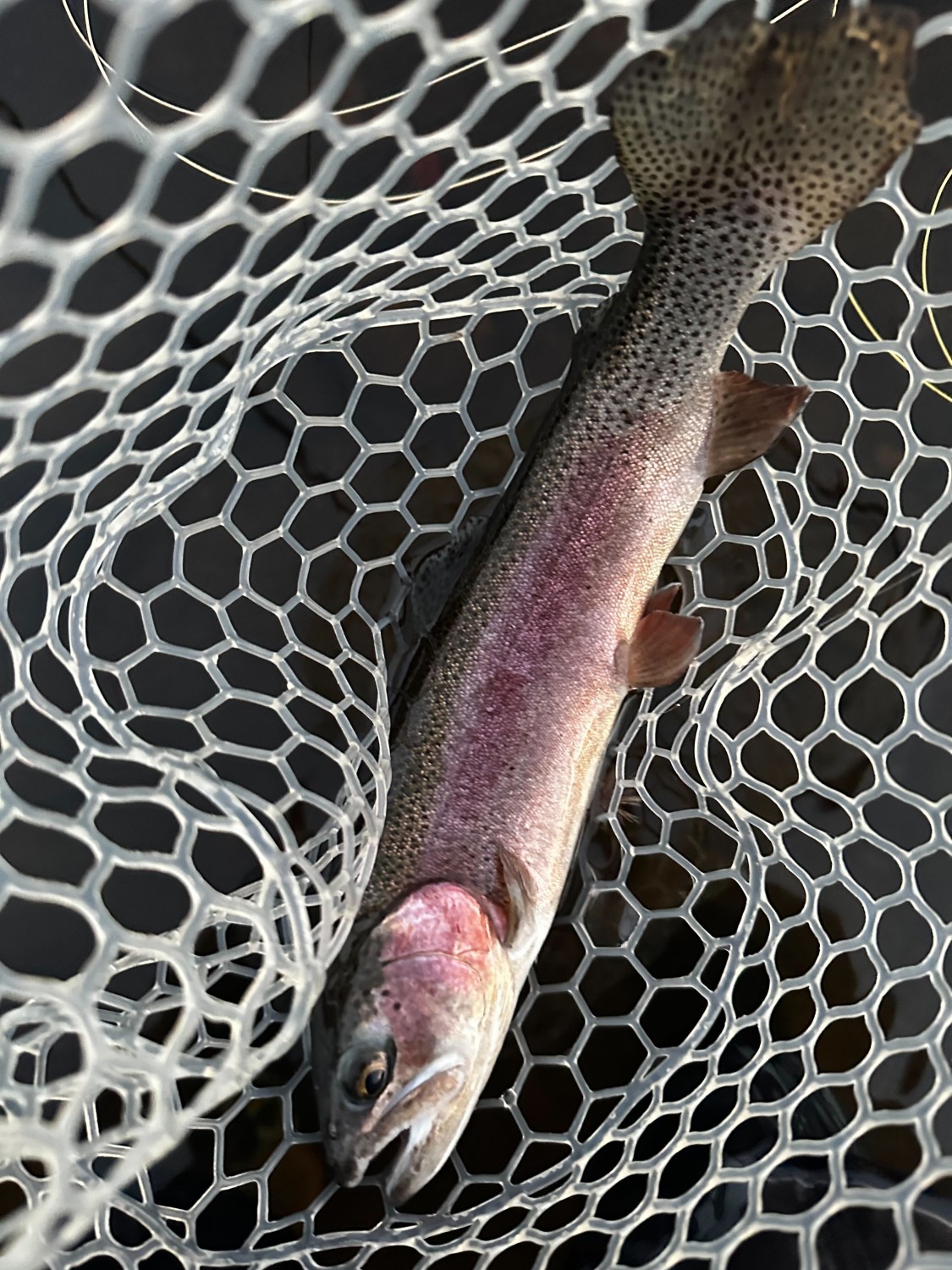 Image of Maine Rainbow Trout in a fly fish net